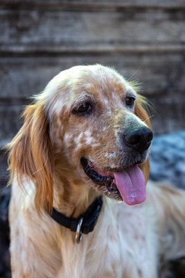 NANOU, English Setter - Hündin