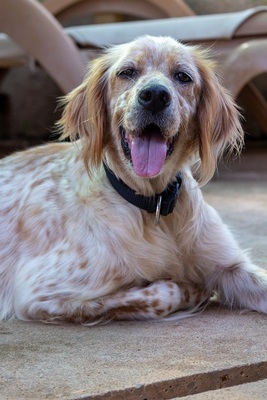 NANOU, English Setter - Hündin