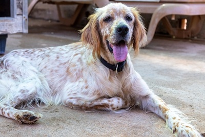 NANOU, English Setter - Hündin