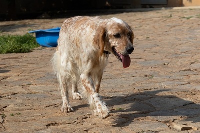 NANOU, English Setter - Hündin