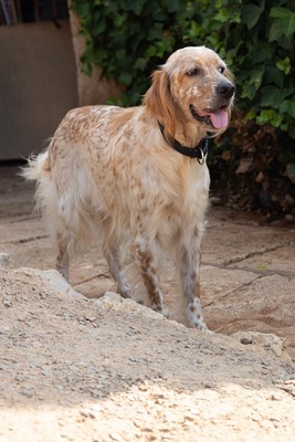 NANOU, English Setter - Hündin