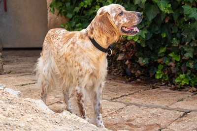 NANOU, English Setter - Hündin