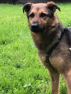 NANY Nala, Schäfermix - Hündin