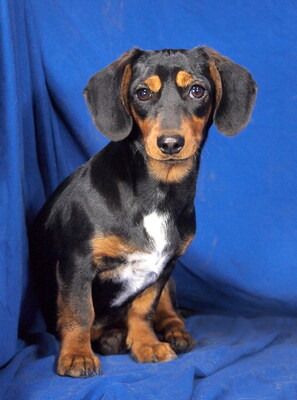 NAOMI - sehr lieb und verschmust, anhänglich, lebhaft, neugierig, lernwillig