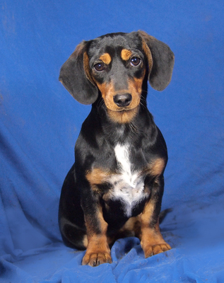 NAOMI - sehr lieb und verschmust, anhänglich, lebhaft, neugierig, lernwillig, Dackel Mischling Welpen - Hündin