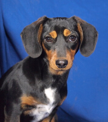 NAOMI - sehr lieb und verschmust, anhänglich, lebhaft, neugierig, lernwillig, Dackel Mischling Welpen - Hündin