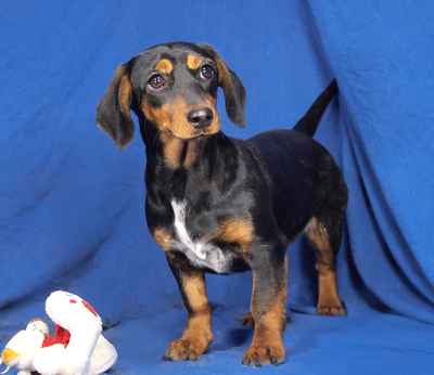 NAOMI - sehr lieb und verschmust, anhänglich, lebhaft, neugierig, lernwillig, Dackel Mischling Welpen - Hündin