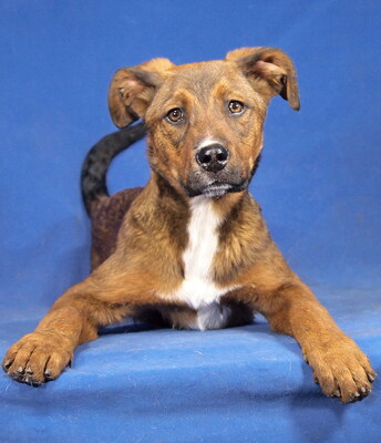 NAPPY - R E S E R V I E R T !!!!! sehr lieb und aufgeschlossen, neugierig, lebhaft, anhänglich, klug, katzenverträglich, Mischling - Hündin