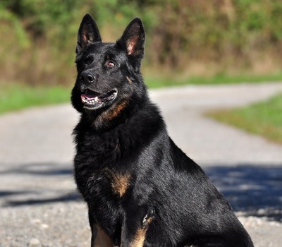 NASTY, Schäferhundmischling - Rüde