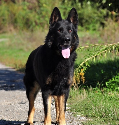 NASTY, Schäferhundmischling - Rüde