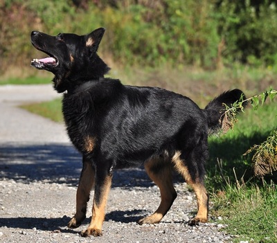 NASTY, Schäferhundmischling - Rüde