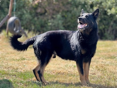 NASTY, Schäferhundmischling - Rüde