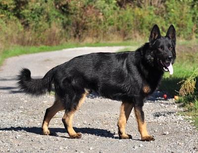 NASTY, Schäferhundmischling - Rüde