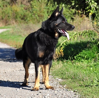 NASTY, Schäferhundmischling - Rüde