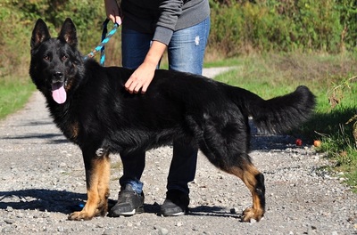 NASTY, Schäferhundmischling - Rüde