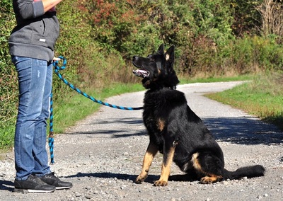 NASTY, Schäferhundmischling - Rüde