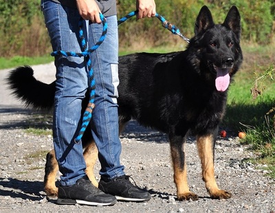 NASTY, Schäferhundmischling - Rüde