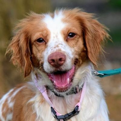 NATA - Ubeda, Epagneul Breton (Bretone) - kastriert - Hündin