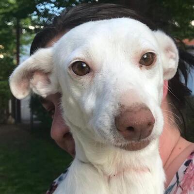 NATALIA - Ubeda, Podenco - kastriert - Hündin