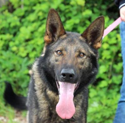 NATAN Baco, Schäfermix - Rüde