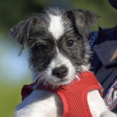 NATASCHA - Ubeda, Mischling mittelgroß werdend - unkastriert Welpen - Hündin