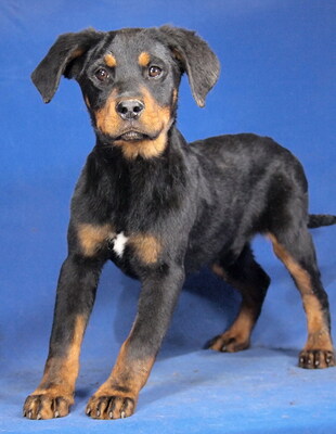 NATHAN - R E S E R V I E R T !!!!! sehr lieb und aufgeschlossen, fröhlich, anhänglich, lebhaft, verspielt, katzenverträglich, Mischling - Rüde