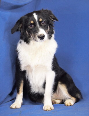 NAVI - R E S E R V I E R T !!!!! menschenorientiert und sehr freundlich, fröhlich, sehr lebhaft und intelligent, katzenverträglich, anfangs schüchtern, Mini Australian Shepherd - Hündin