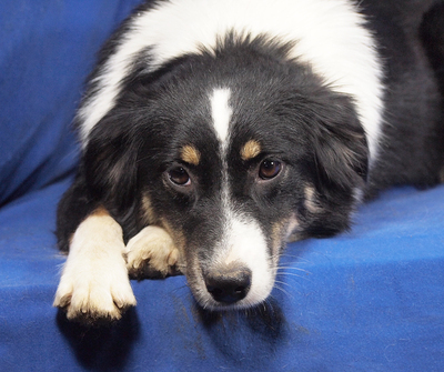 NAVI - menschenorientiert und sehr freundlich, fröhlich, sehr lebhaft und intelligent, katzenverträglich, anfangs schüchtern, Mini Australian Shepherd - Hündin