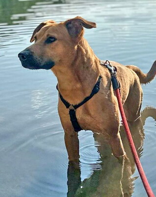 NELLY - NOTFALL!!!!! kuschelt für ihr Leben gern, sehr sensibel, braucht Routine, ausgesprochen lernfreudig, nicht zu Katzen und Kleintieren, Mischling - Betreuungsplatz Salzburg - Hündin