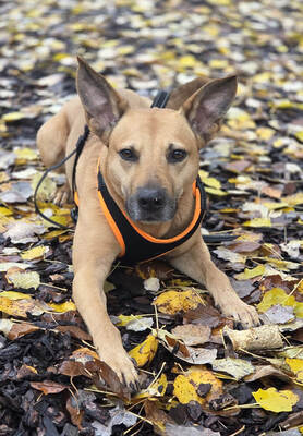 NELLY - NOTFALL!!!!! kuschelt für ihr Leben gern, sehr sensibel, braucht Routinen, ausgesprochen lernfreudig, nicht zu Katzen und Kleintieren