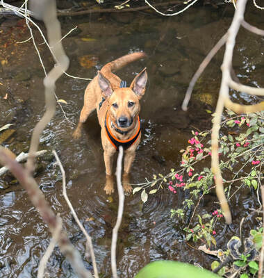 NELLY - NOTFALL!!!!! kuschelt für ihr Leben gern, sehr sensibel, braucht Routinen, ausgesprochen lernfreudig, nicht zu Katzen und Kleintieren, Mischling (Video auf HP) - Betreuungsplatz Wien - Hündin