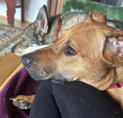 NELLY - NOTFALL!!!!! kuschelt für ihr Leben gern, sehr sensibel, braucht Routinen, ausgesprochen lernfreudig, nicht zu Katzen und Kleintieren, Mischling (Video auf HP) - Betreuungsplatz Wien - Hündin