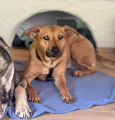 NELLY - NOTFALL!!!!! kuschelt für ihr Leben gern, sehr sensibel, braucht Routinen, ausgesprochen lernfreudig, nicht zu Katzen und Kleintieren, Mischling (Video auf HP) - Betreuungsplatz Wien - Hündin