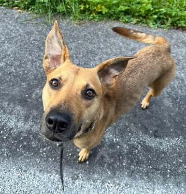 NELLY - kuschelt für ihr Leben gern, sehr sensibel, braucht Routine, ausgesprochen lernfreudig, nicht zu Katzen und Kleintieren, Mischling - Betreuungsplatz Salzburg - Hündin