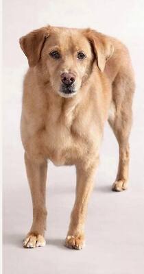 NELO, Labrador-Mischling - Rüde