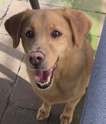 NELO, Labrador-Mischling - Rüde