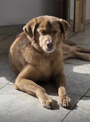 NELO, Labrador-Mischling - Rüde