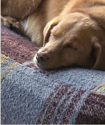 NELO, Labrador-Mischling - Rüde