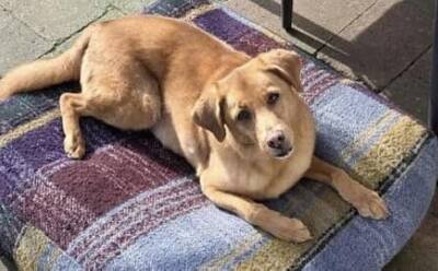 NELO, Labrador-Mischling - Rüde