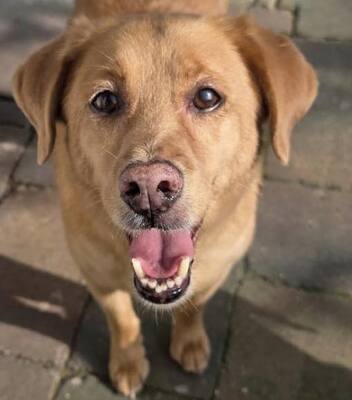 NELO, Labrador-Mischling - Rüde