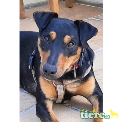NEMO 3, Terriermix - Rüde