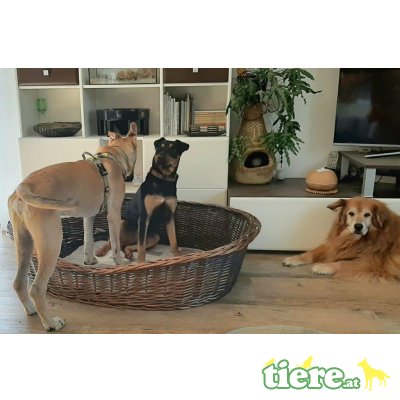 NEMO 3, Terriermix - Rüde