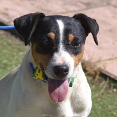 NEMO - Linares, Ratonero-Bodeguero-Andaluz - kastriert - Rüde