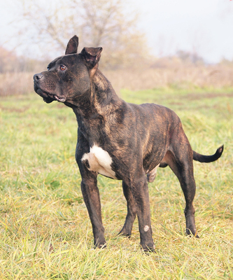 NEMO - sehr freundlich und menschenorientiert, temperamentvoll, bewegungsfreudig, gelehrig, kooperativ, American Staffordshire Terrier - Rüde