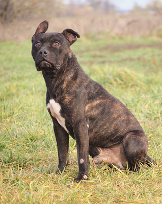 NEMO - sehr freundlich und menschenorientiert, temperamentvoll, bewegungsfreudig, gelehrig, kooperativ, American Staffordshire Terrier - Rüde