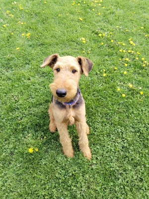 NEO, Airedale-Terrier Welpen - Rüde