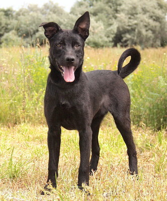 NEPTUN - R E S E R V I E R T !!!!! sehr freundlich und liebenswert, verschmust, neugierig, lebhaft, intelligent, verspielt, Mischling (Video auf HP) - Rüde