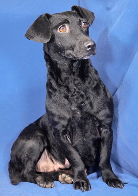 NERA - NOTFALL!!! SPENDENAUFRUF!!! freundlich, anhänglich, gelehrig, liebenswert, anfangs sehr ängstlich, Mischling - Hündin