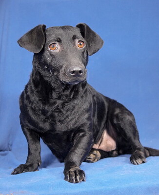 NERA - NOTFALL!!! SPENDENAUFRUF!!! freundlich, anhänglich, gelehrig, liebenswert, anfangs sehr ängstlich, Mischling - Hündin