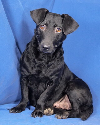 NERA - R  E S E R V I E R T !!!!! freundlich, anhänglich, gelehrig, liebenswert, anfangs sehr ängstlich